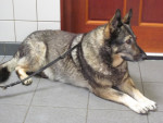 Kyra,duitse herder,heeft hernia klachten. Aanraking vindt ze eng. Door de acupunctuur gaat ze toch liggen.